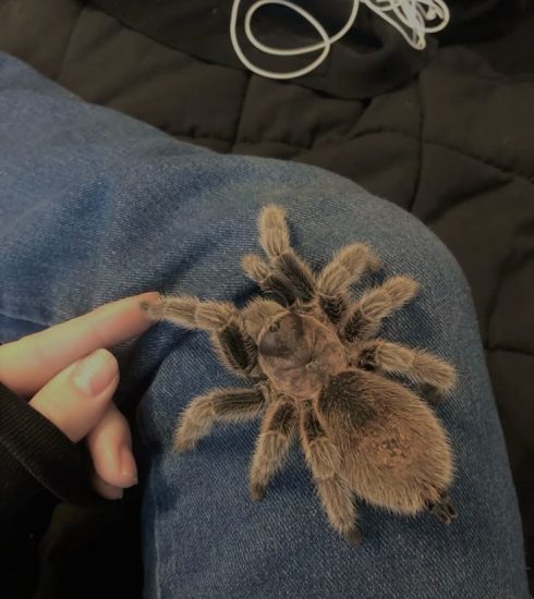 bojíš sa PAVÚKOV?